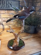Taxidermy jay garrulus for sale  BILLINGHAM