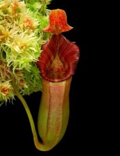 Nepenthes veitchii lowii for sale  Winston Salem