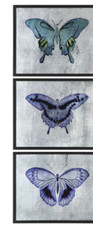 Unique butterfly wall for sale  Johnson City