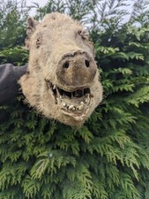 Mummified boar head for sale  CAMBRIDGE