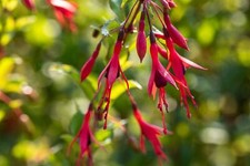 Fuchsia magellanica gracilis gebraucht kaufen  Westerstede