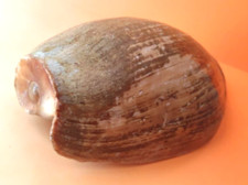 Sea shell coquillages d'occasion  Saint-Jory