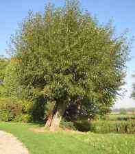 Willow cuttings. 30x for sale  HOLSWORTHY