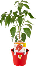 Orto mio peperoncino usato  Italia