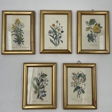 Vtg italian botanical for sale  Louisville