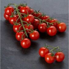 tomato seeds for sale tomato seeds for sale BEAWORTHY