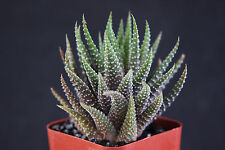Haworthia fasciata attenuata for sale  Miami