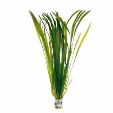 Vallisneria spiralis red for sale  NEWTON ABBOT
