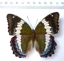 Entomologie schmetterling euth gebraucht kaufen  Haibach