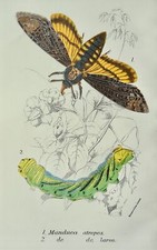 Lepidoptera moths manduca for sale  UK