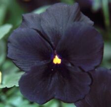 Viola black plug for sale  LONDON