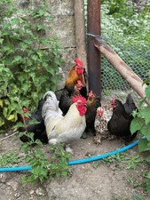 Mixed bantam eggs for sale  SALISBURY