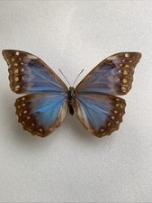 Entomologie morpho anaxibia gebraucht kaufen  Marienmünster