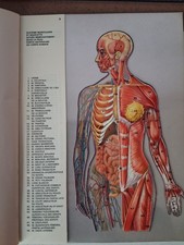 corps humain d'occasion  Porcelette