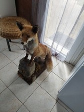 Renard empaillé ancien d'occasion  Calvisson