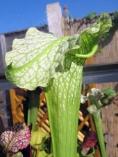 Sarracenia camisole jsh149 for sale Sarracenia camisole jsh149 for sale  GRAVESEND