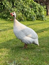 Guinea fowl eggs for sale  ST. NEOTS