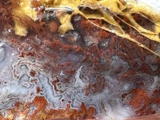 Cathedral plume moss for sale  Roseburg