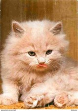 Animaux chats chatons d'occasion  Fruges