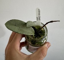 hoya carnosa for sale  BARROW-IN-FURNESS