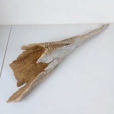Driftwood display specimen for sale  Marietta