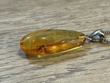 Amber pendant fossil for sale  WORCESTER
