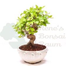 Bonsai koreanische hainbuche gebraucht kaufen Bonsai koreanische hainbuche gebraucht kaufen  Halle