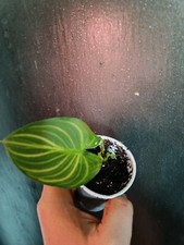 zantedeschia aetiopica African Gold na sprzedaż  PL