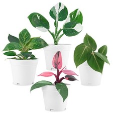 Philodendron plant collection for sale  Orlando