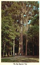 Pocztówka FL Senator Big Cypress Tree Florida 1959 Chrom Vintage PC J1114 na sprzedaż  Wysyłka do Poland