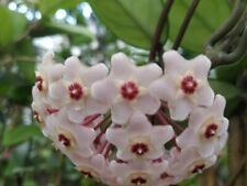 Hoya carnosa fiore usato  Valenzano