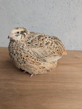Coturnix jumbo quail for sale  ABERTILLERY