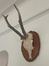 Antlers roe deer for sale  SOUTHEND-ON-SEA