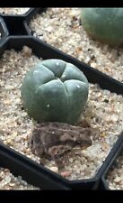 Ariocarpus rooted single for sale  Los Angeles