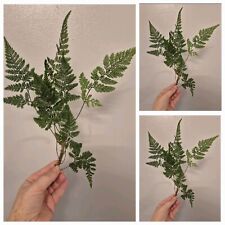 Large rare davallia for sale  LONDON