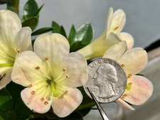 Rhododendron hybrid saxifragoi d'occasion  Expédié en Belgium