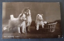 Real photo dog for sale  POTTERS BAR