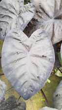Colocasia black sapphire d'occasion  Mont-près-Chambord