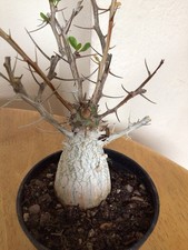 caudex for sale  CAMBRIDGE