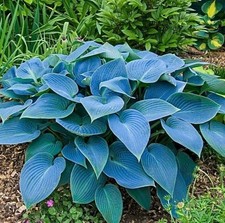 Hosta fragrant blue for sale  BOSTON