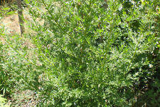 Graines artemisia annua d'occasion  Marmande