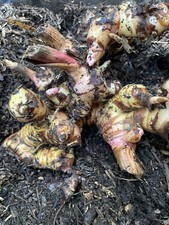 Galanga roots thai for sale  Napa