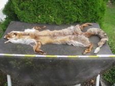Fuchs fell fuchsfell gebraucht kaufen  Hadamar