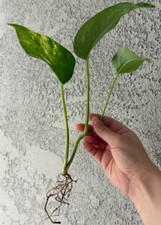 Golden pothos plant for sale  Anaheim