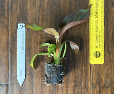 Red abyssinian banana for sale  Bossier City