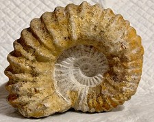 Large mantelliceras ammonite for sale  Seattle