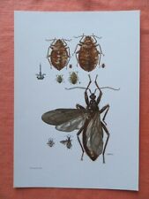 Bettwanze hauswanze insekten gebraucht kaufen  Lauenburg/ Elbe