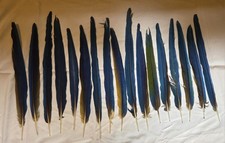 Yellow gold blue for sale  Mohnton