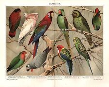 Papageien papagei parrot gebraucht kaufen  Lauenburg/ Elbe