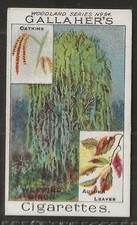 Gallaher woodland trees for sale Gallaher woodland trees for sale  COLNE